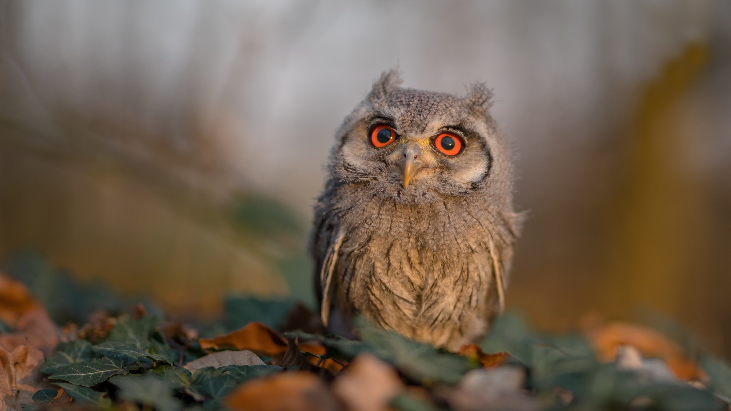 切特打出统治级数据，辽宁队封锁魔术，当篮球智慧遇上战术铁壁